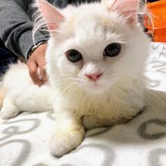 甘えたさんな4ヶ月の立ち耳スコッティシユ君です