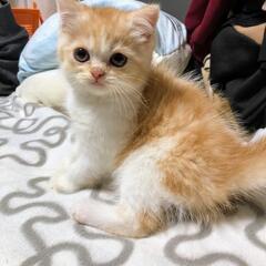 お目目クリクリのスコティッシュの子猫さんです
