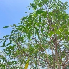 お庭の植木剪定モデル募集中！