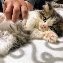 おとなしく甘えん坊なスコティッシュの子猫ちゃんです
