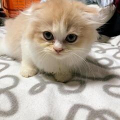 元気一杯の折れ耳スコティッシュの子猫ちゃんです