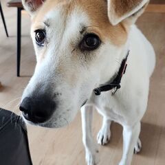 中型犬Mix３才　オス　里親募集