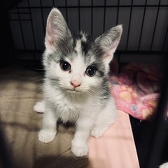 6/9(日) 保護猫の譲渡会@アニマルスマイル香川 - 高松市