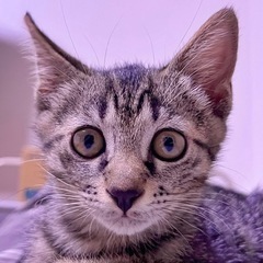 6/9(日) 保護猫の譲渡会@アニマルスマイル香川 - 地域/お祭り