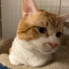 【急募】茶トラ×白のオス猫くんです。 - 秋田市
