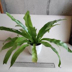 観葉植物　アスプレニウム
