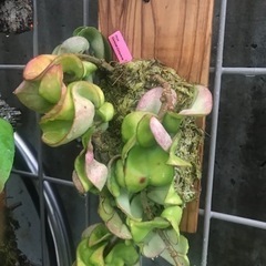 多肉植物 ホヤ カルノーサ コンパクタの画像