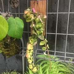 多肉植物 ホヤ カルノーサ コンパクタの画像