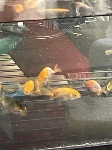 らんちゅう飼育セット