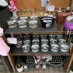 6月10日　めだかの蓮音無人販売所　めだか販売　メダカ販売　金魚販売