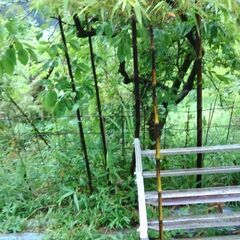 黒竹１株の画像