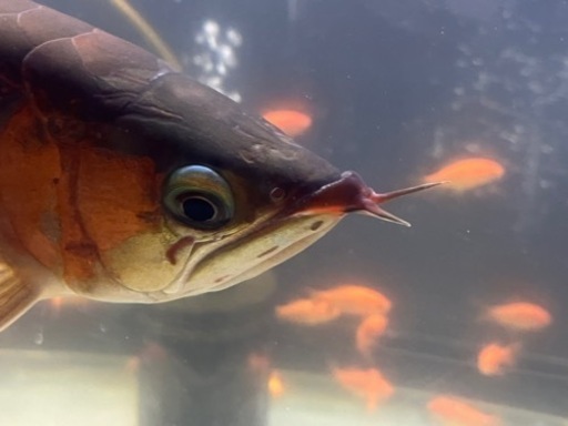 熱帯魚、古代魚、カプアスフル