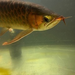 熱帯魚、古代魚、カプアスフルの画像