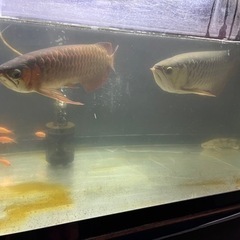 熱帯魚、古代魚、カプアスフルの画像