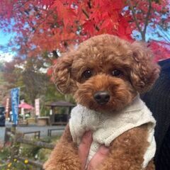 かわいいトイプードルです。