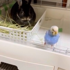 セキセイインコ迷子