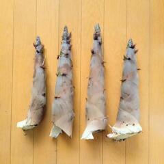 【採れたて】たけのこの画像