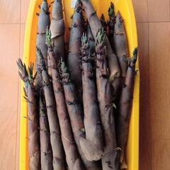 【採れたて】たけのこ