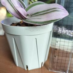 観葉植物　トラディスカンティア・ナヌーク