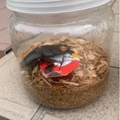 オオクワガタ　オス3匹　メス1匹の画像