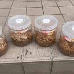 オオクワガタ　オス3匹　メス1匹の画像