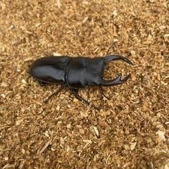 オオクワガタ　オス3匹　メス1匹の画像