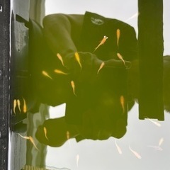 ミックスめだか！再開しました！の画像