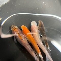 追記ありメダカ、まるで錦鯉のような変わりガラ‼️の画像