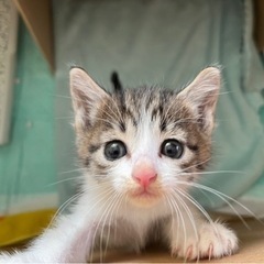 子猫の里親<再募集>