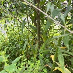 オリーブ　アルベキナ　1本の画像
