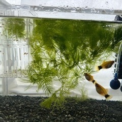 オレンジミッキマウスプラティ　稚魚　　の画像