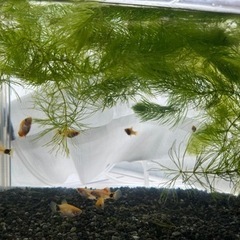 オレンジミッキマウスプラティ　稚魚　　の画像