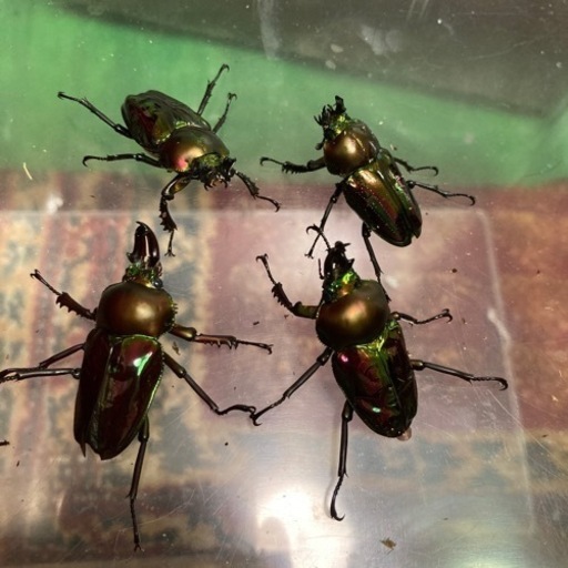 ニジイロクワガタ