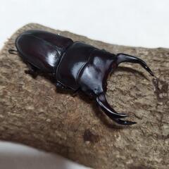 オオクワガタ　広島産　ペア販売の画像
