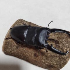 パラワンオオヒラタクワガタ　ガントン産　ペア販売の画像