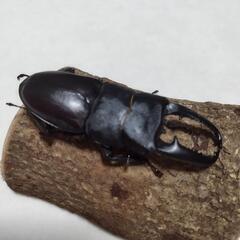 パラワンオオヒラタクワガタ　ガントン産　ペア販売の画像