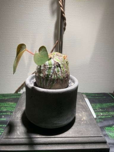 ボンバックス　割引有