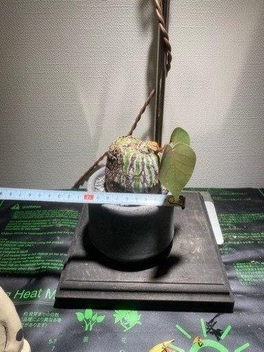 ボンバックス　割引有