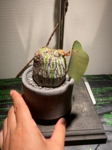 ボンバックス　割引有