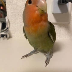コザクラインコ（決まりました） - その他