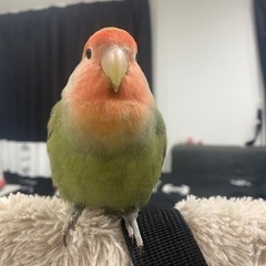 コザクラインコ（決まりました）