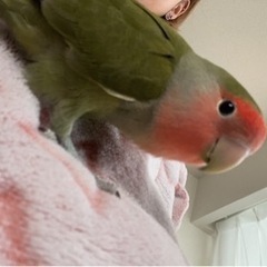 コザクラインコ（決まりました） - 糟屋郡