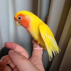 コザクラインコ　メス　3歳　ルチノー