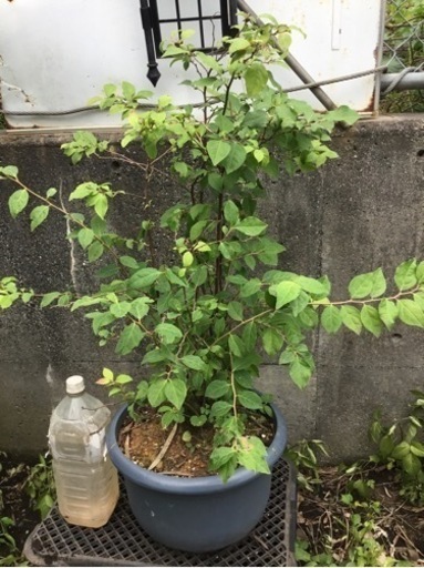 ナツハゼ　　７０センチ