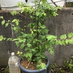 ナツハゼ　　７０センチ