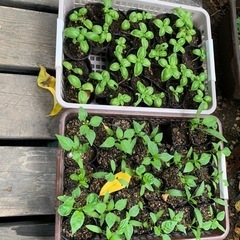 野菜、ハーブ、花苗　40円苗なら３つ100円の画像