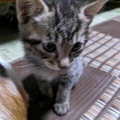 里親募集中