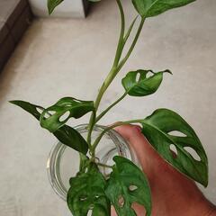 斑入り マドカズラミント