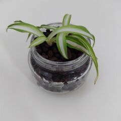 オリヅルラン　植物　観葉植物