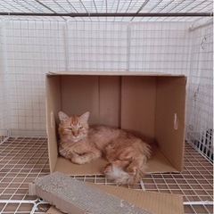 里親募集